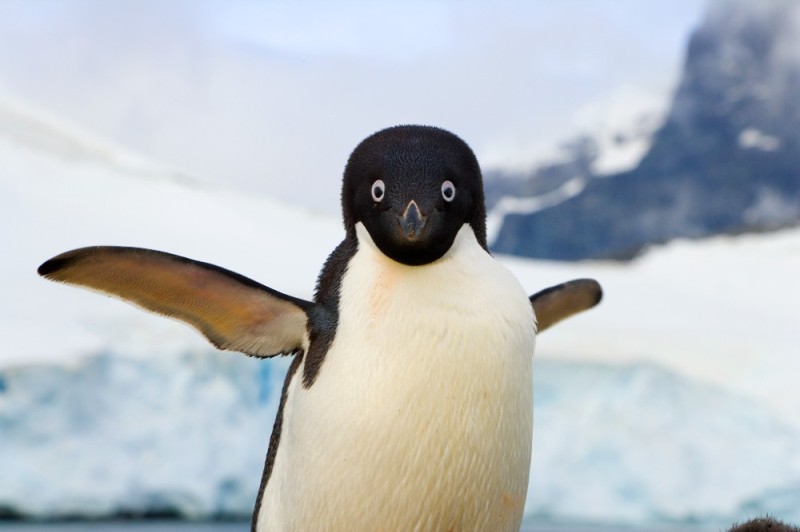 Создать мем: пингвин для детей, летающий пингвин, пингвин