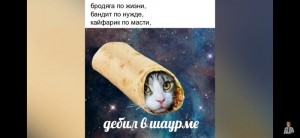 Создать мем: кот, кот шаурма, смешные коты