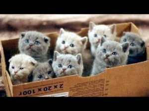 Создать мем: коробка с котятами, котятки, котята