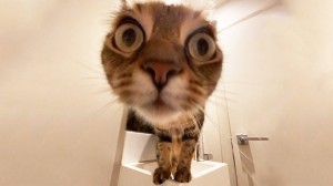 Create meme: the cat with wondering eyes, funny cats