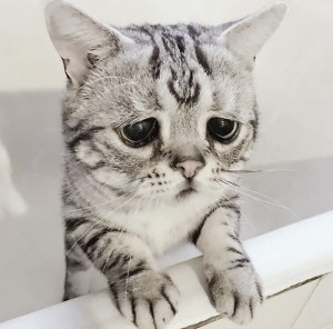 Создать мем: грустный кот, грустные коты, грустный котик