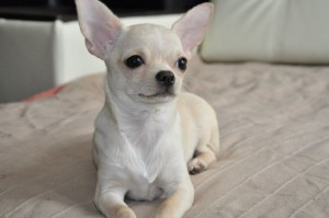 Create meme: mini Chihuahua, Chihuahua, breed Chihuahua