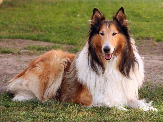 Create meme: collie breed, breed of collie dog, collie is a Scottish Shepherd dog