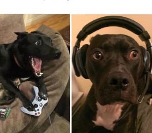 Create meme: protect dog cat, dog gamer, the dog copies the behavior