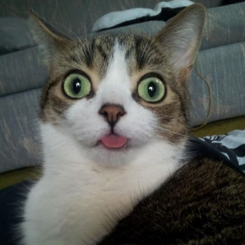 Создать мем: кот с высунутым языком, удивленный кот, кот