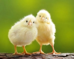Создать мем: цыпленок в траве, цыплята домашние, цыпленок милый