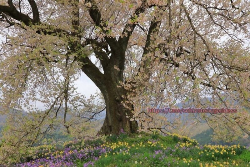 Create meme: cherry blossom, flowering trees, tree 