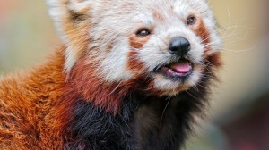 Создать мем: малая панда, млекопитающие красная панда, животное красная панда