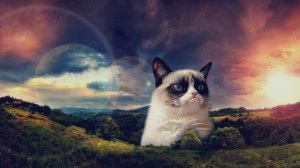 Создать мем: угрюмый кот, грампи кэт ариэль, grumpy cat в россии