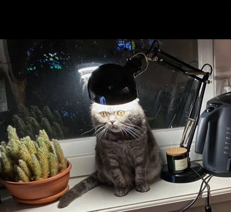 Создать мем: кот с лампой мем, кот под лампой, кот