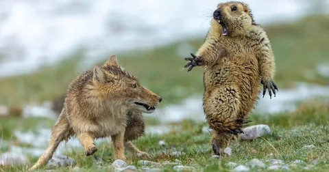 Create meme: marmot tarbagan, squirrels funny, wild animals 
