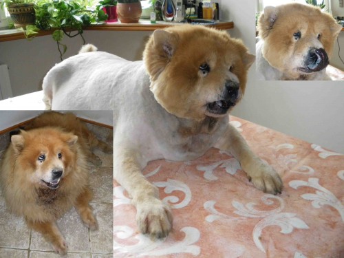 shaving a chow chow