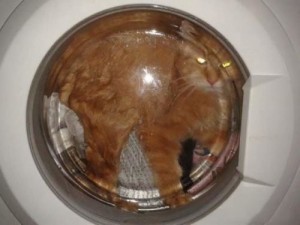 Создать мем: стирка, земля в иллюминаторе кот, коты в стиральной машине фото