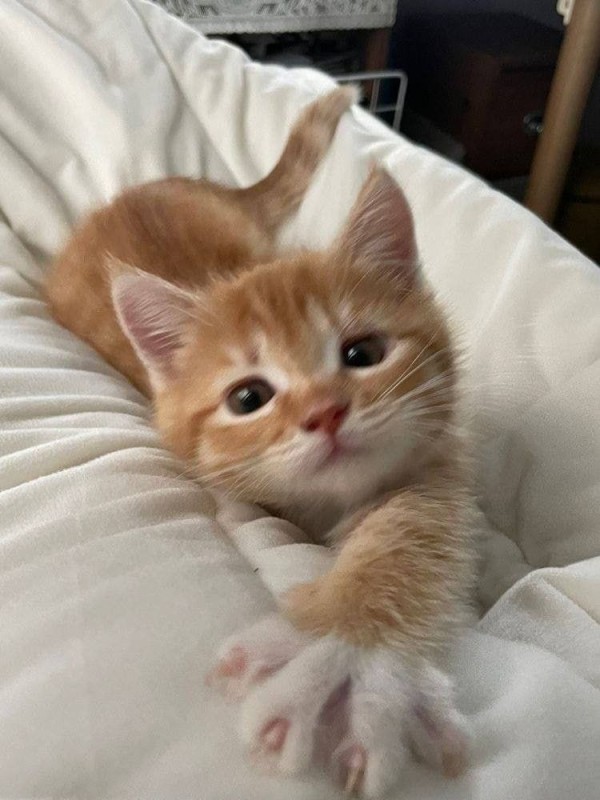 Create meme: cat , kitten redhead, cute kittens