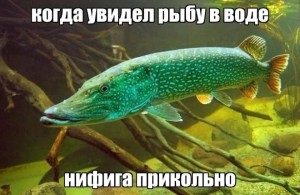 Create meme: pike, fish pike