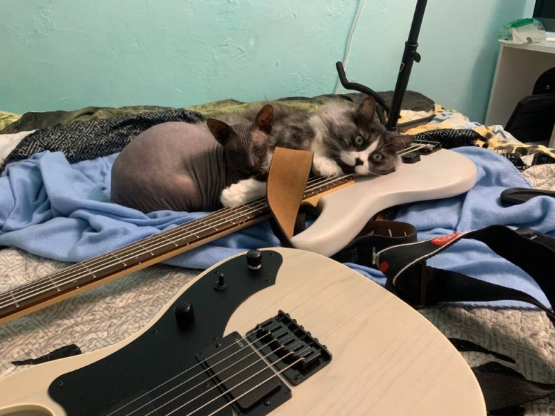 Создать мем: гитара, кот, кот играет на гитаре