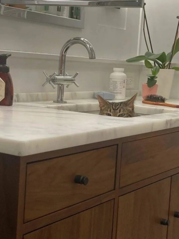Создать мем: кот на кухне, котенок на кухне, в раковине