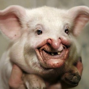 Create meme: pig pig , funny pigs, scary pig