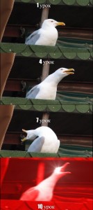 Создать мем: seagull, чайка мем, кричащая чайка мем