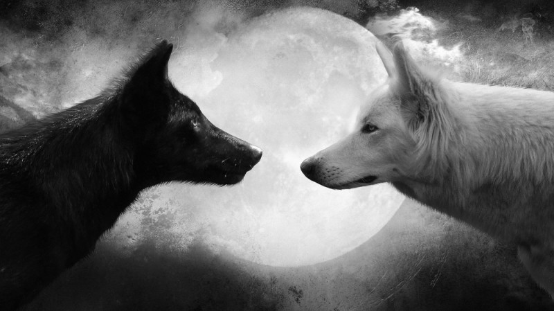 Create meme: White and black wolf, black wolves, black and white wolf