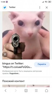 Create meme: cat, screenshot, cat