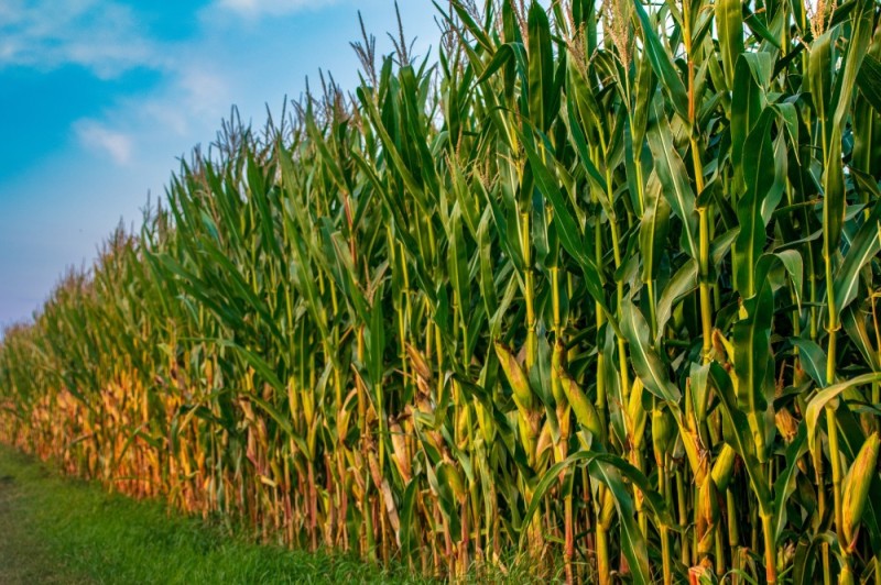 Create meme: sowing corn, fodder corn field, cornfield