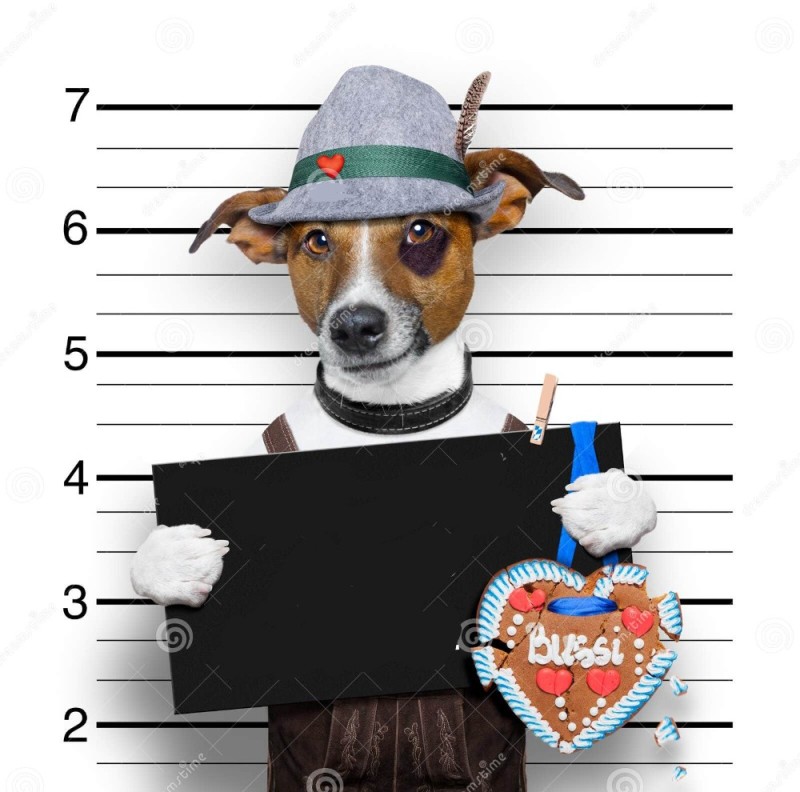 Create meme: russell the dog, the dog is a criminal, jack russell the dog