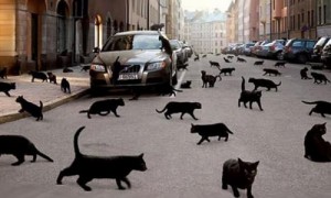 Create meme: black cat, signs of people, cat