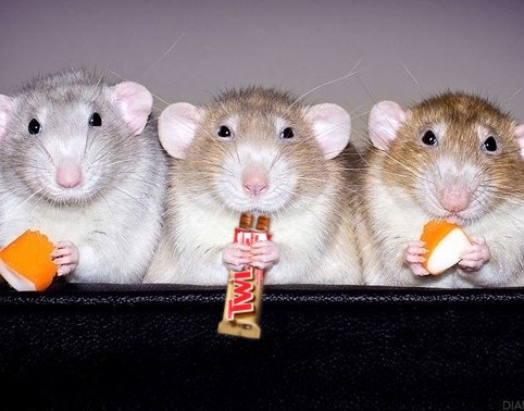 Создать мем: крыса дамбо, крыса и мышь, крысята дамбо