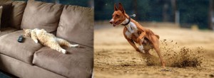 Создать мем: собаки в движении, самая быстрая собака, бег животного