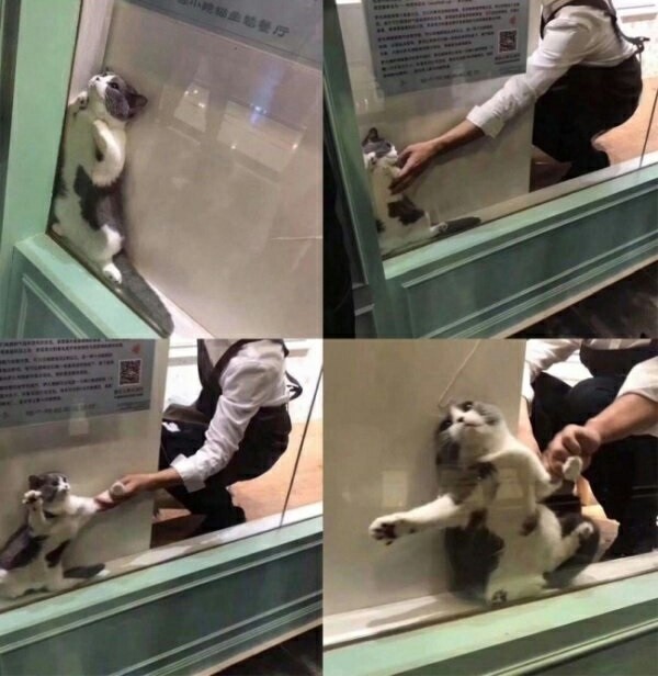 Create meme: cat behind glass, the cat climbed into the window, cat 