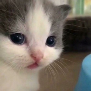 Создать мем: плачущий котенок, кошка, милые котики смешные