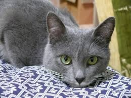 Create meme: cat grey, the Russian blue cat, grey cat 