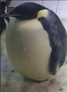 Создать мем: пара пингвинов, penguin, пингвин