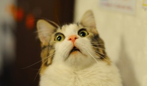 Create meme: a scared cat, surprised cat meme, the surprised cat