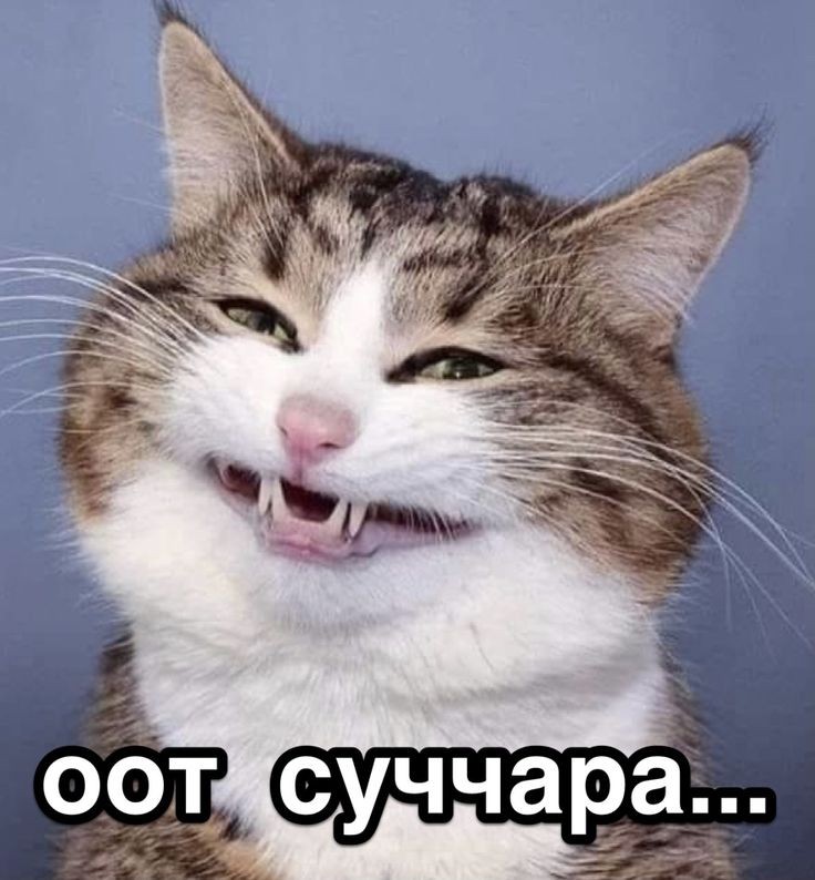 Создать мем: смешные коты, ехидный кот, улыбающийся кот