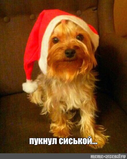 Create meme: yorkshire terrier meme, Yorkshire Terrier dog, Yorkshire Terrier 