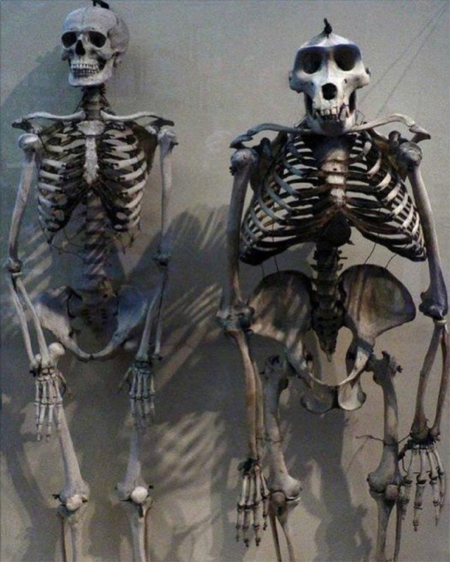 Create meme: gorilla skeleton, bones skeleton, a real human skeleton
