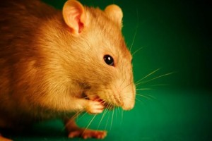 Создать мем: mouse rat, оранжевая крыса, рыжая крыса пасюк