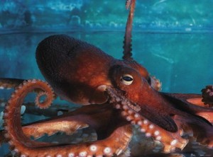 Create meme: octopus