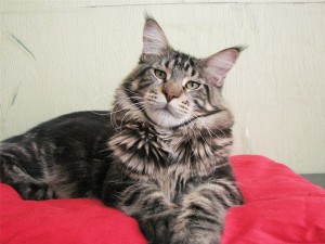 Создать мем: coon, котята мейн кун, maine coon