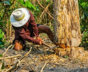 Создать мем: сельское хозяйство таиланда, lumberjack man, ağaç