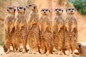 Create meme: meerkats, animals, meerkat