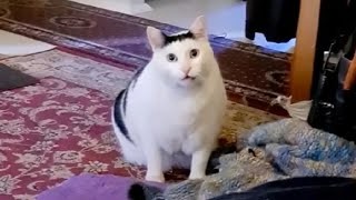 Создать мем: мемный кот, говорящий кот, толстая кошка мяукает мем