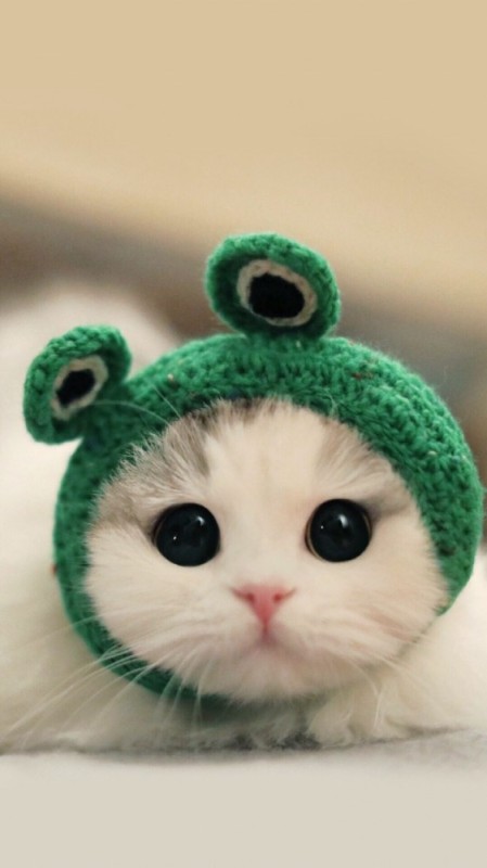 Create meme: a cat in a frog cap, cute cat in a hat, cute cat in a hat