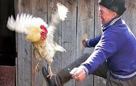 Create meme: kick the cock, roosters, cock demotivator