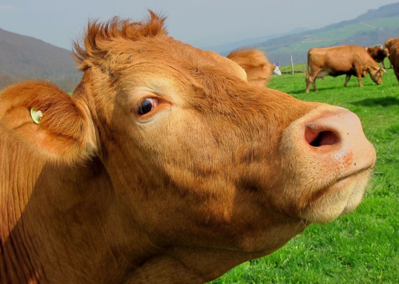 Create meme: cow red, cattle , bull cow