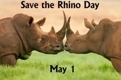 Create meme: Sumatran rhinoceros mating, Rhino , The rhinoceros is sleeping