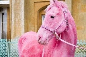 Create meme: pink pony