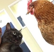 Создать мем: Кошка, кот и петух мем, кот и петух